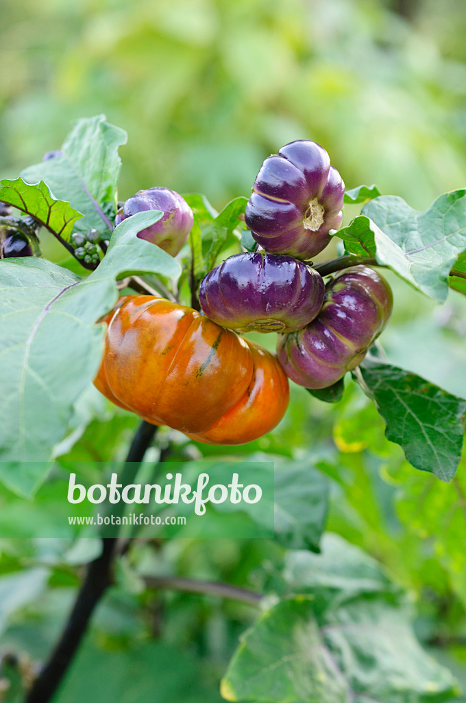 476064 - Aubergine (Solanum melongena 'Red China')