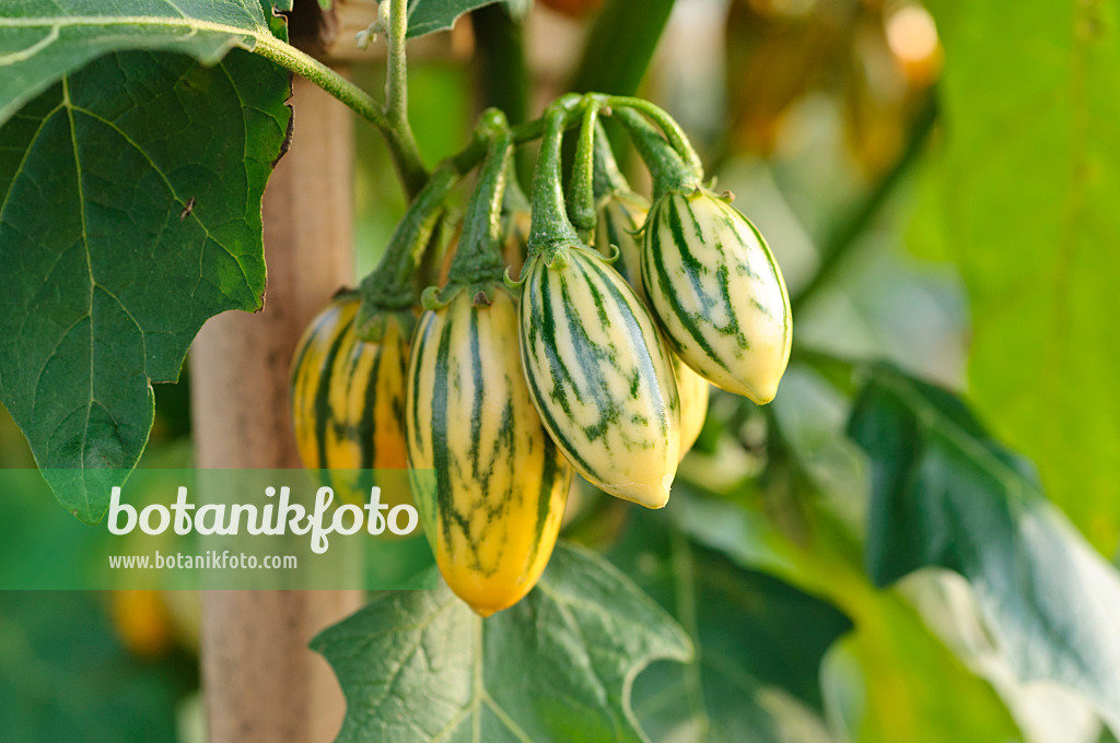 476061 - Aubergine (Solanum melongena 'Striped Toga')