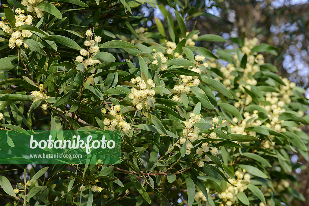 529229 - Australian blackwood (Acacia melanoxylon)