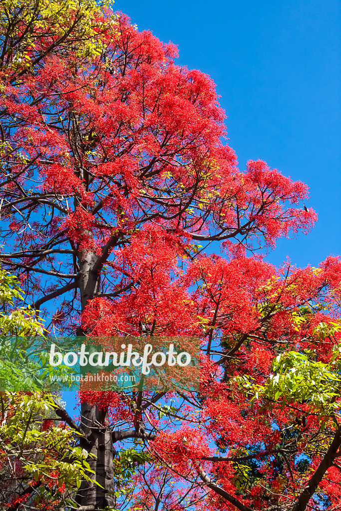 455139 - Australian flame tree (Brachychiton acerifolius)