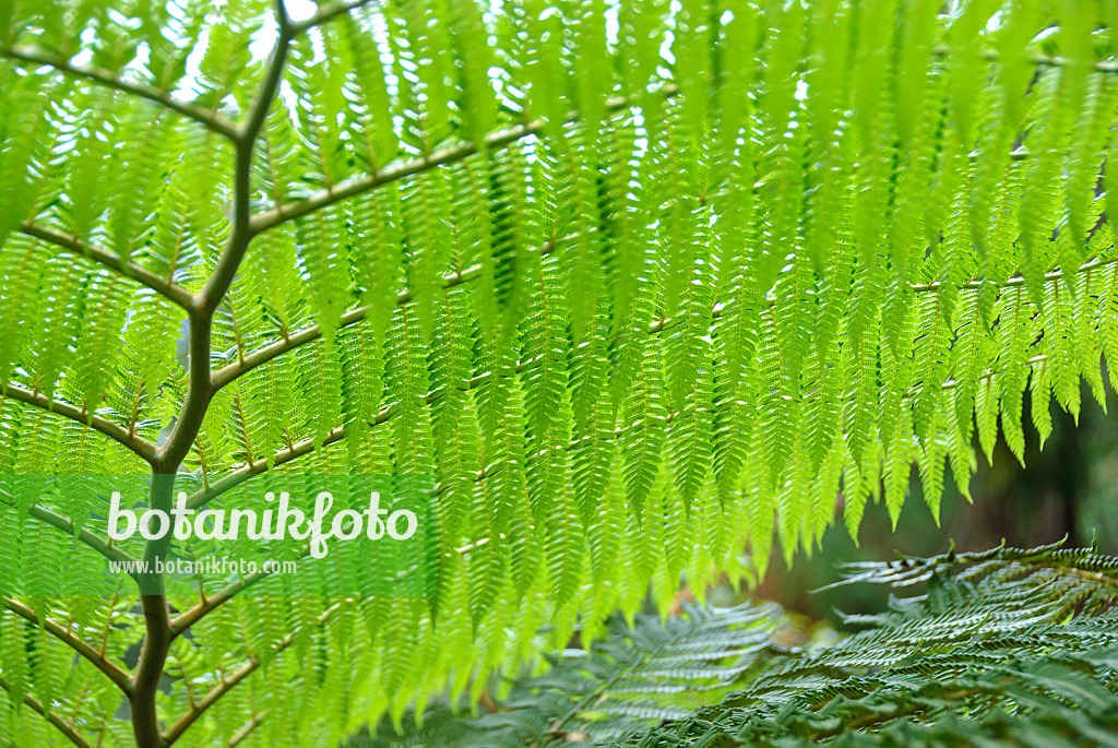 517478 - Australian tree fern (Cyathea cooperi)