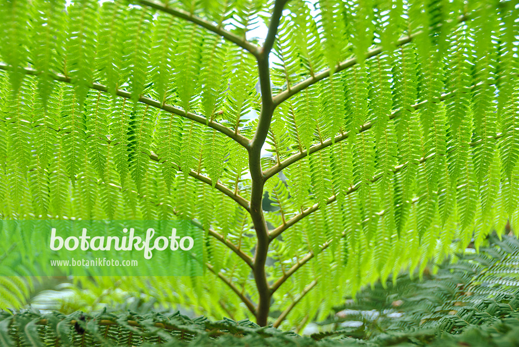 517479 - Australian tree fern (Cyathea cooperi)