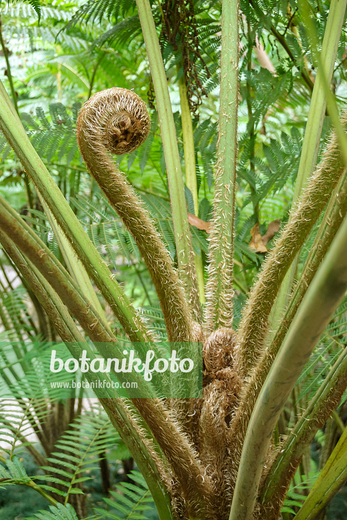 517480 - Australian tree fern (Cyathea cooperi)