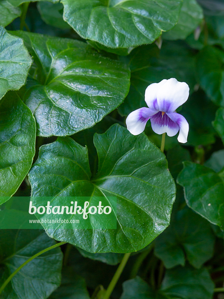 450036 - Australian violet (Viola hederacea)