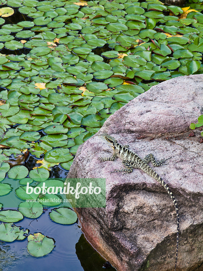 455074 - Australian water dragon (Intellagama lesueurii syn. Physignathus lesueurii)