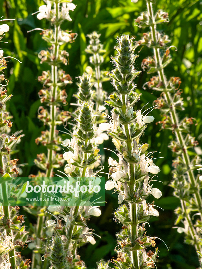 438217 - Austrian sage (Salvia austriaca)