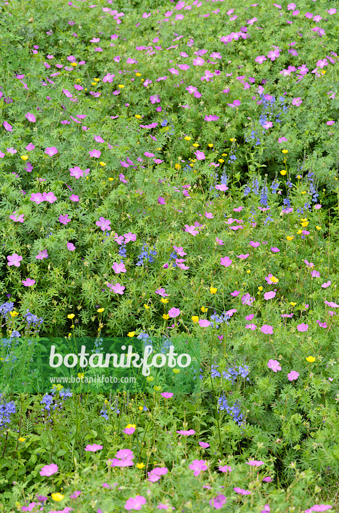 508523 - Austrian speedwell (Veronica austriaca var. teucrium), bloody cranesbill (Geranium sanguineum) and buttercup (Ranunculus)