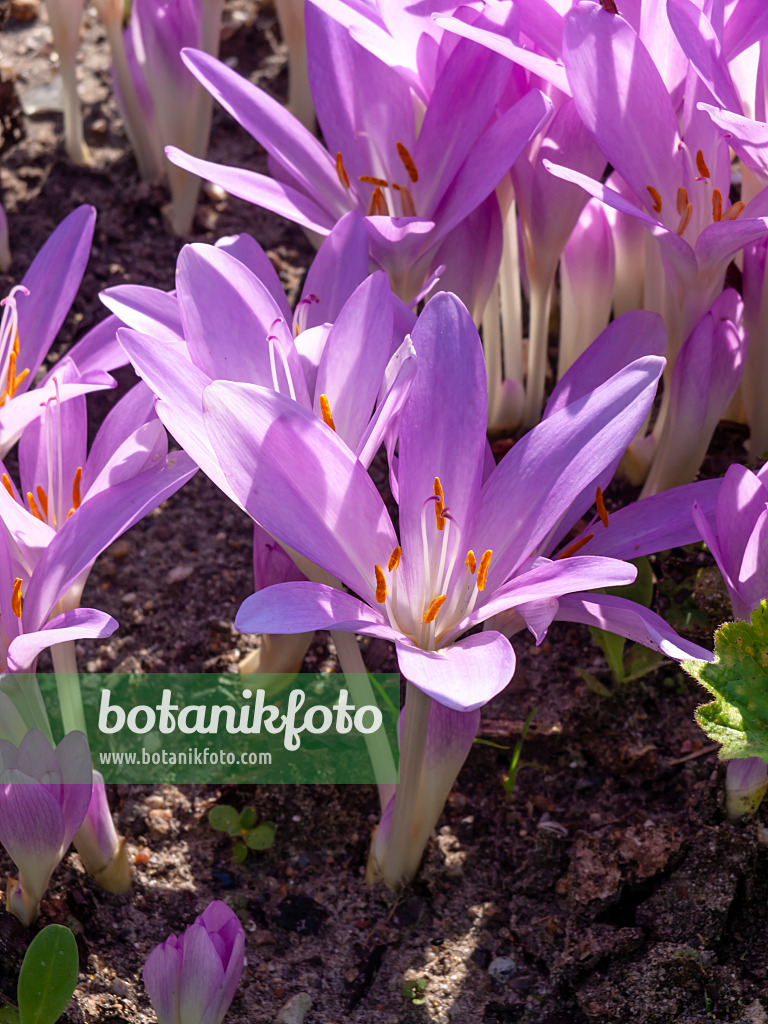 441165 - Autumn crocus (Colchicum)