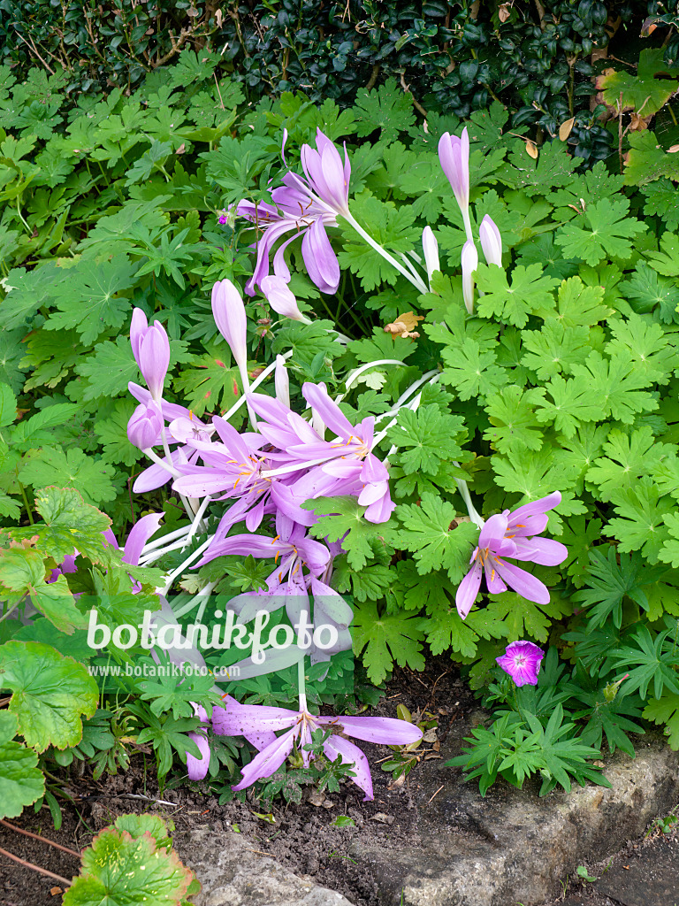 464050 - Autumn crocus (Colchicum)