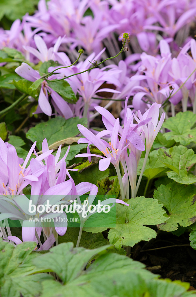 525123 - Autumn crocus (Colchicum autumnale)