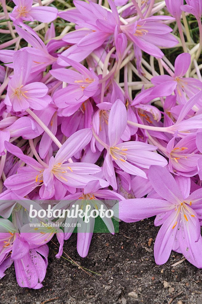 489023 - Autumn crocus (Colchicum Lilac Wonder)