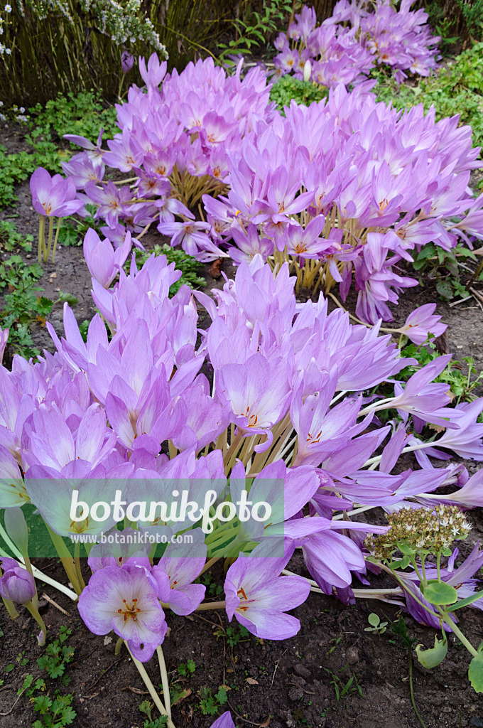 476202 - Autumn crocus (Colchicum speciosum)