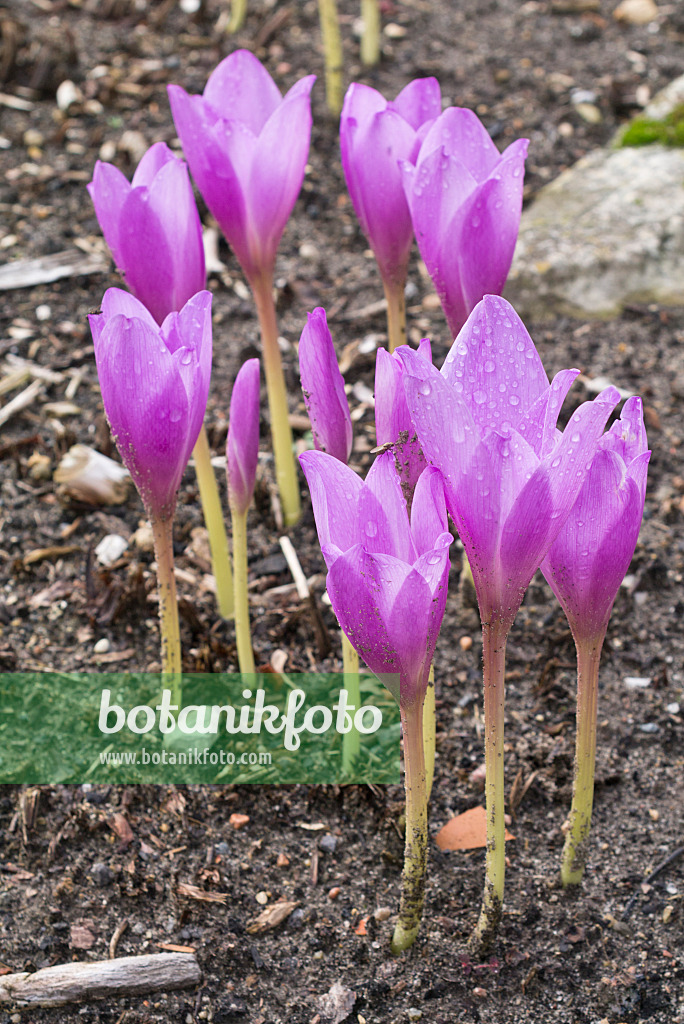 549192 - Autumn crocus (Colchicum speciosum)