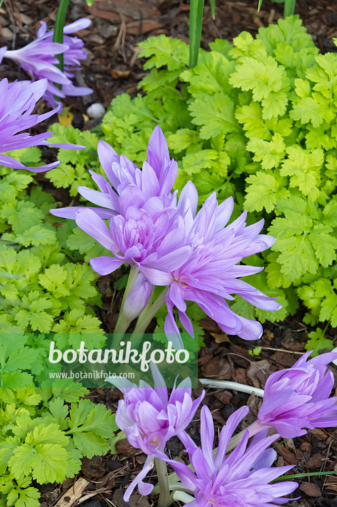 512106 - Autumn crocus (Colchicum Waterlily)