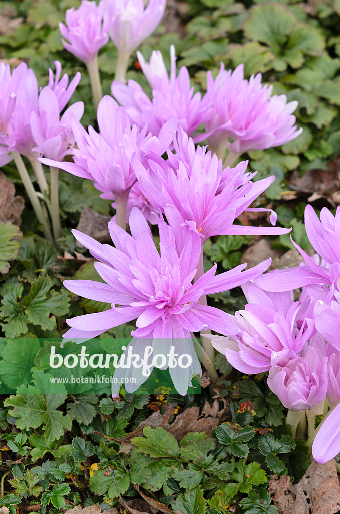 525073 - Autumn crocus (Colchicum Waterlily)