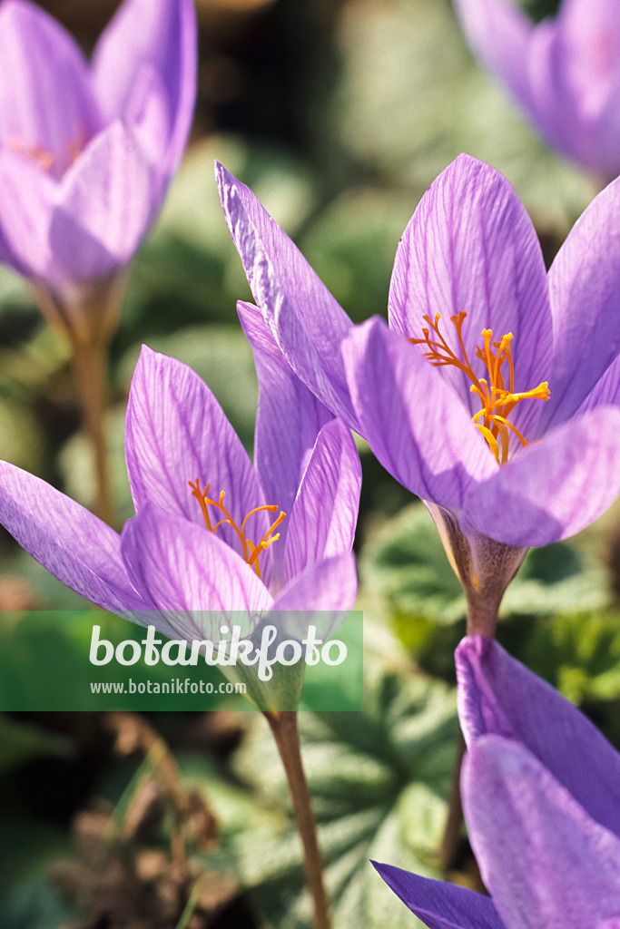 370032 - Autumn crocus (Crocus speciosus)