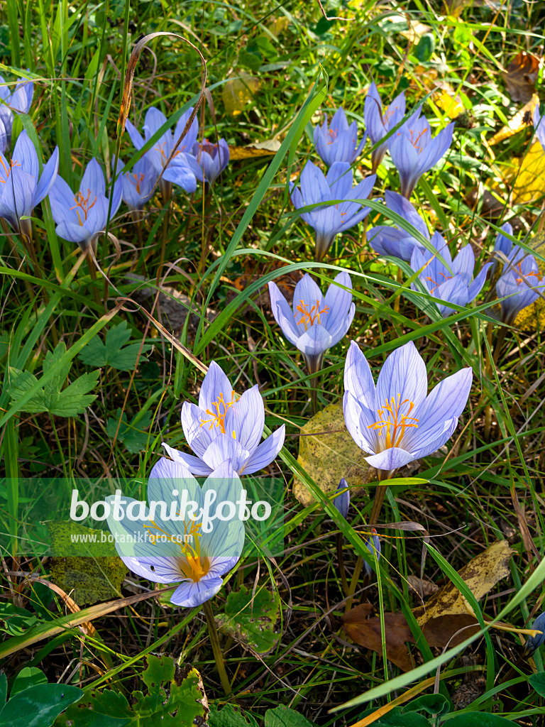 430092 - Autumn crocus (Crocus speciosus)