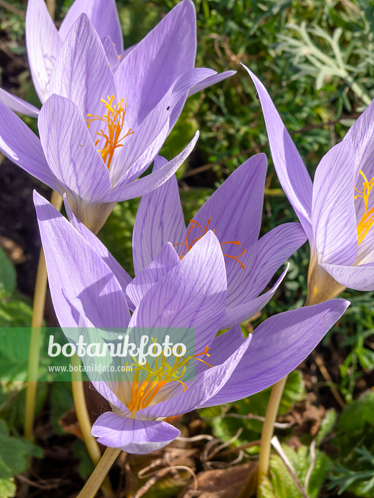 442090 - Autumn crocus (Crocus speciosus)