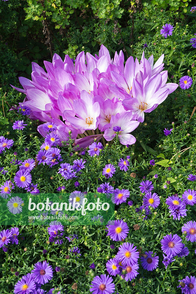 609021 - Autumn crocuses (Colchicum) and asters (Aster)