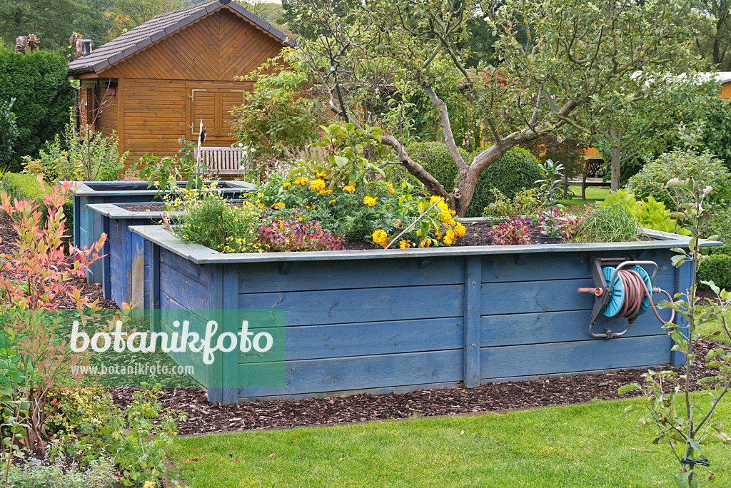 573118 - Autumn garden with high beds made of blue boarding and wooden arbour