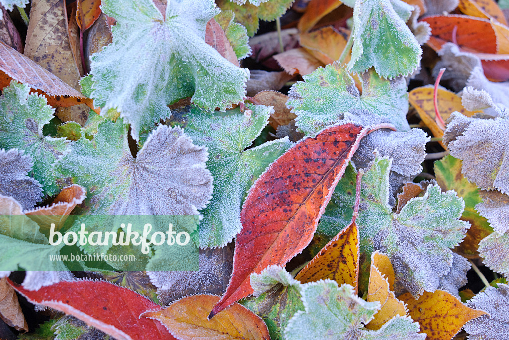 517011 - Autumn leaves with hoar frost