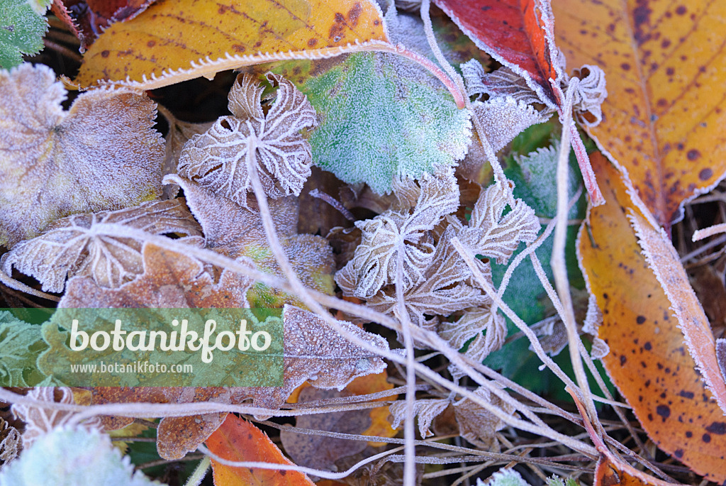 517012 - Autumn leaves with hoar frost