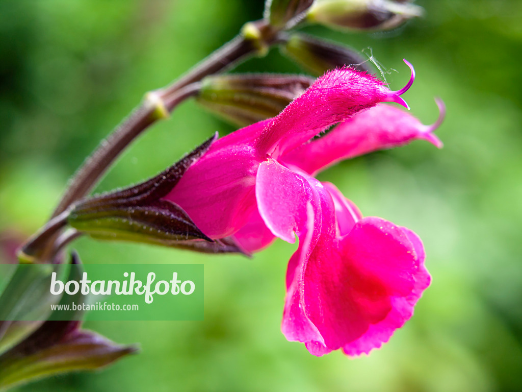 426151 - Autumn sage (Salvia greggii 'Fr. Rupp')