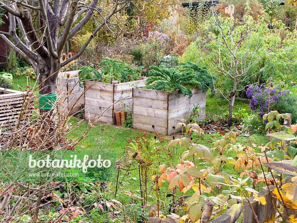 478050 - Autumnal allotment garden with raised beds