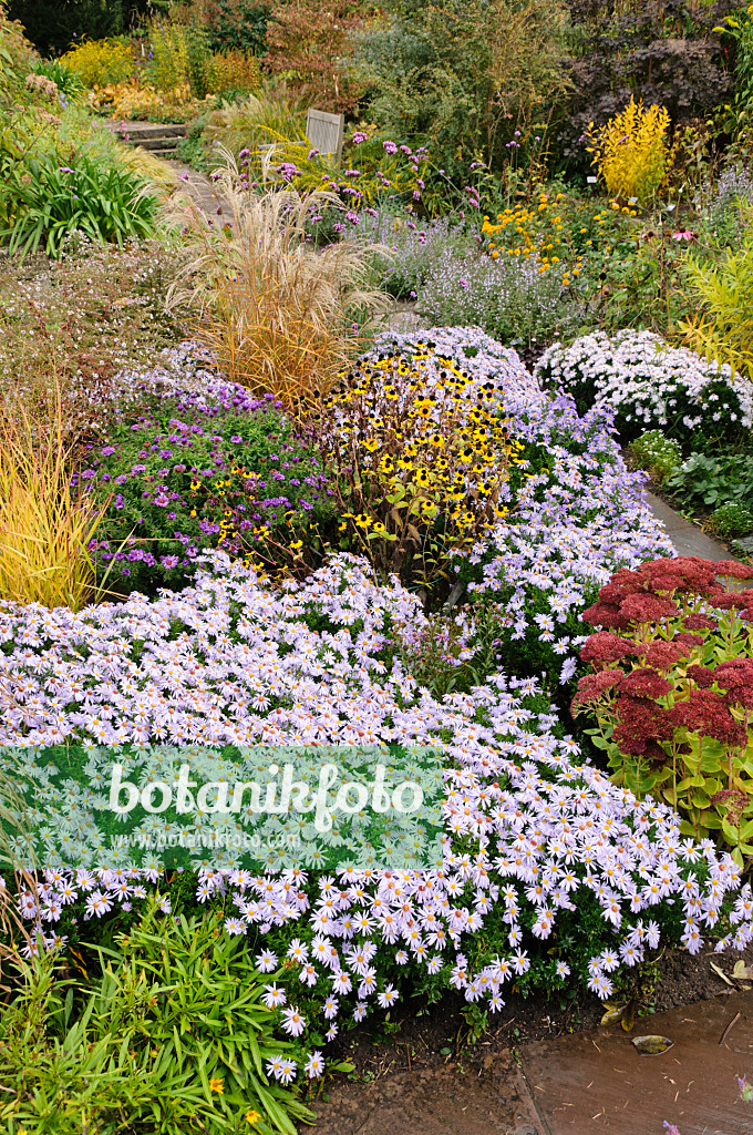 477044 - Autumnal garden wit bushy asters (Aster dumosus)