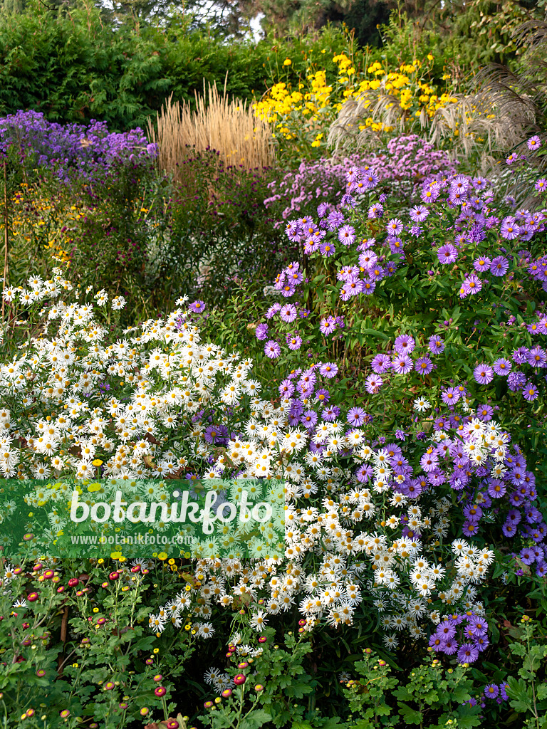 442097 - Autumnal garden with asters (Aster)