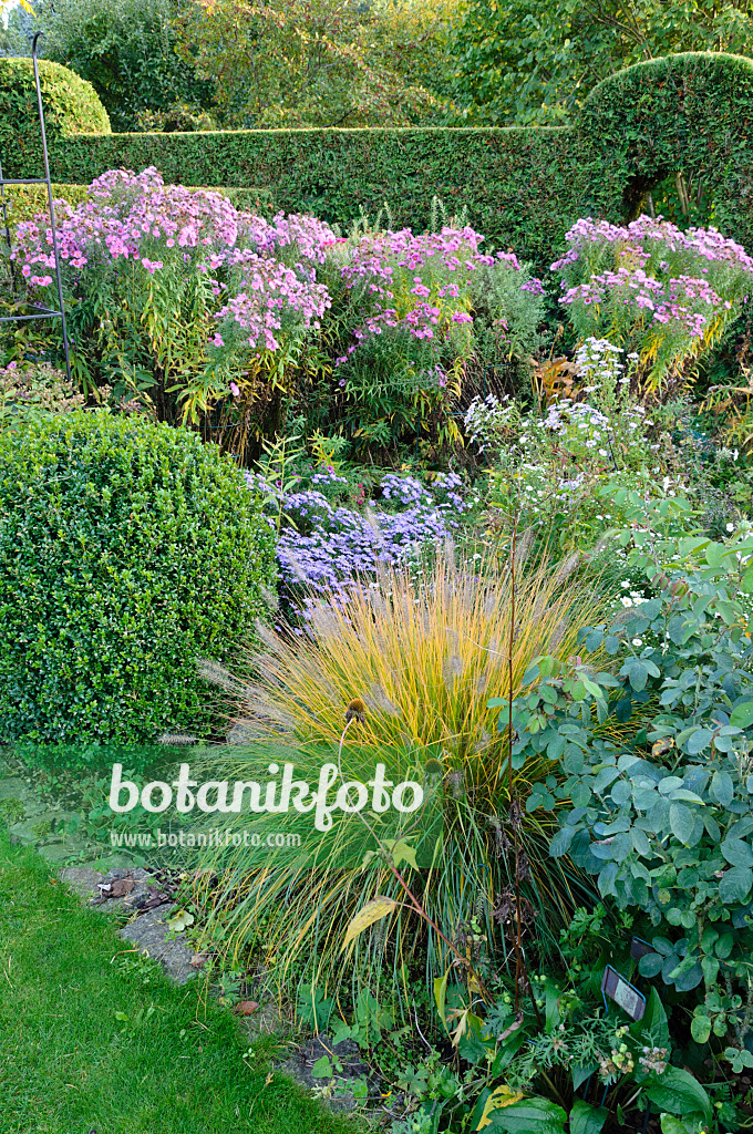 477029 - Autumnal garden with fountain grass (Pennisetum) and asters (Aster)