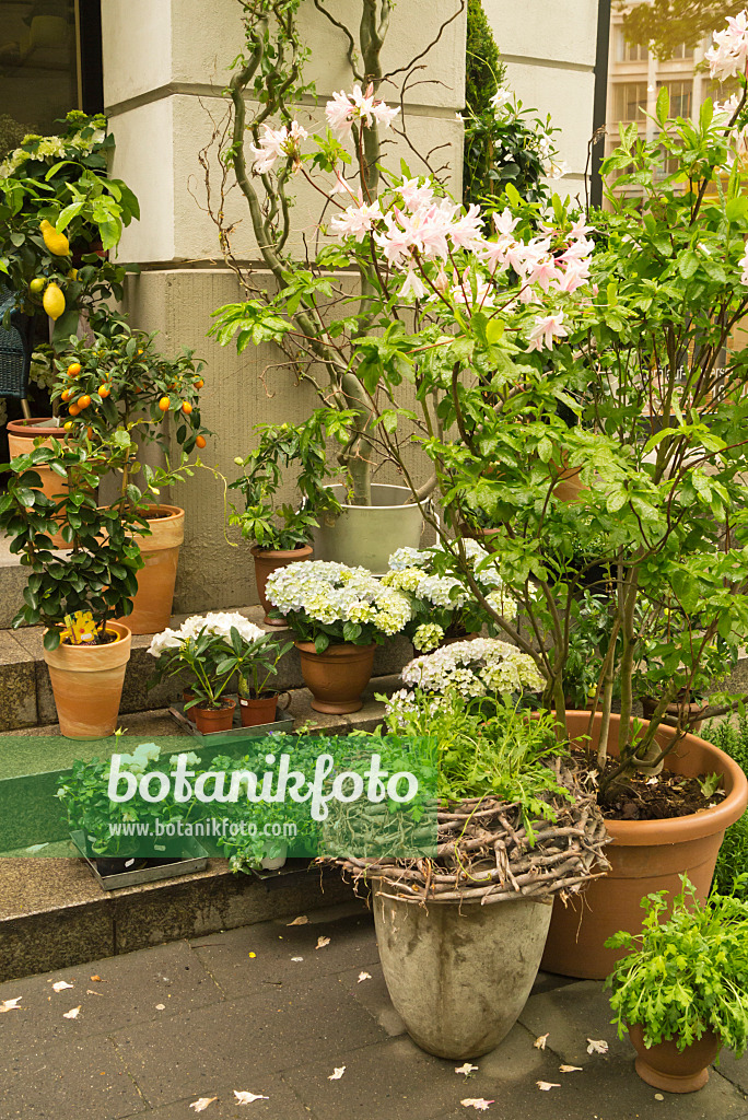 545052 - Azalea (Rhododendron), Citrus and hydrangeas (Hydrangea) in flower tubs