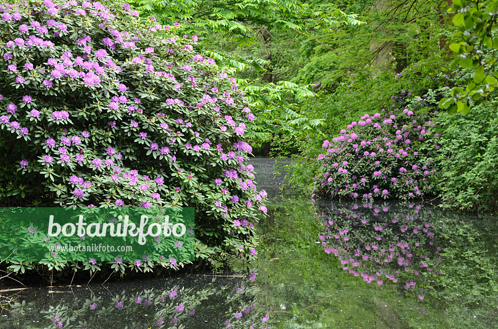 544136 - Azaleas (Rhododendron) at a pond