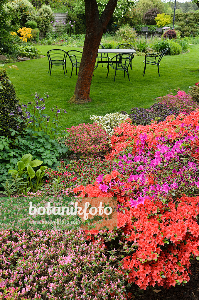 544114 - Azaleas (Rhododendron) in a perennial garden