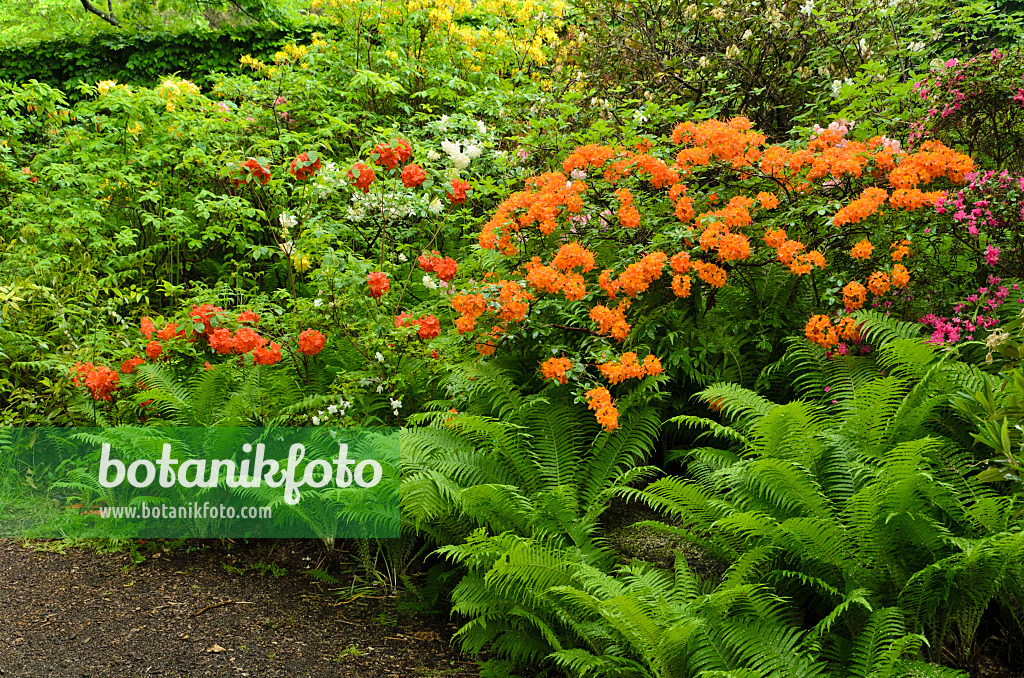 496233 - Azaleas (Rhododendron) and ostrich fern (Matteuccia struthiopteris)