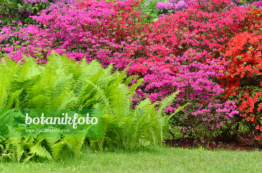 520338 - Azaleas (Rhododendron) and ostrich fern (Matteuccia struthiopteris)