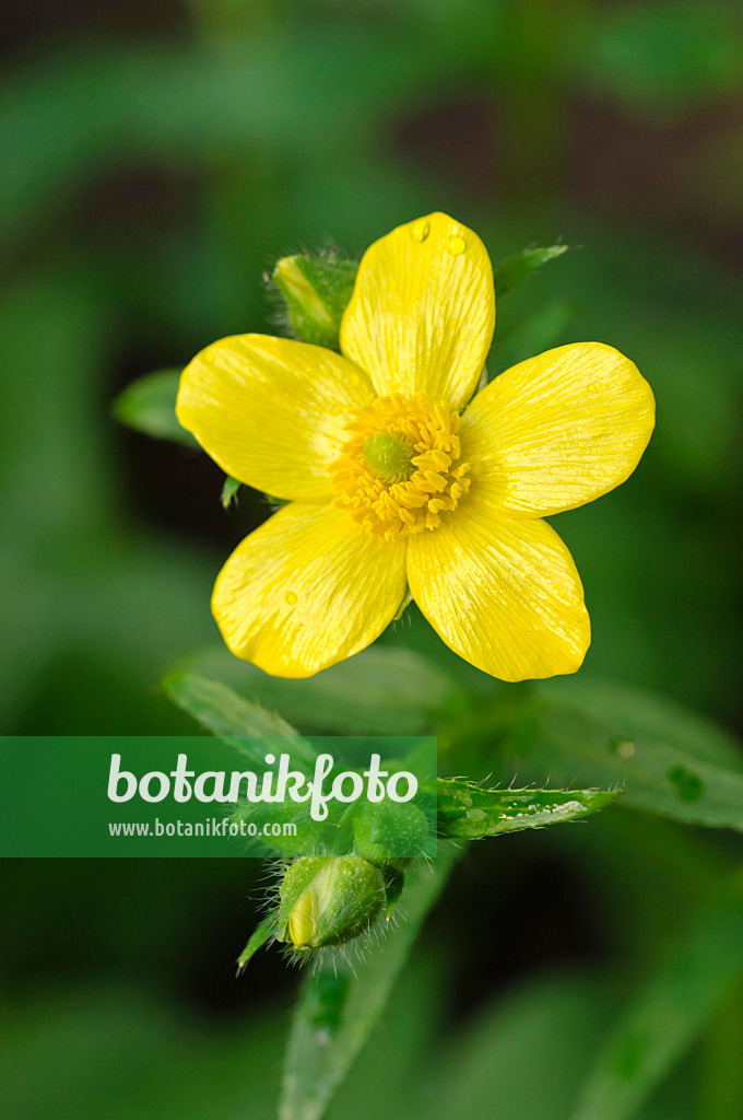 479033 - Azores buttercup (Ranunculus cortusifolius)