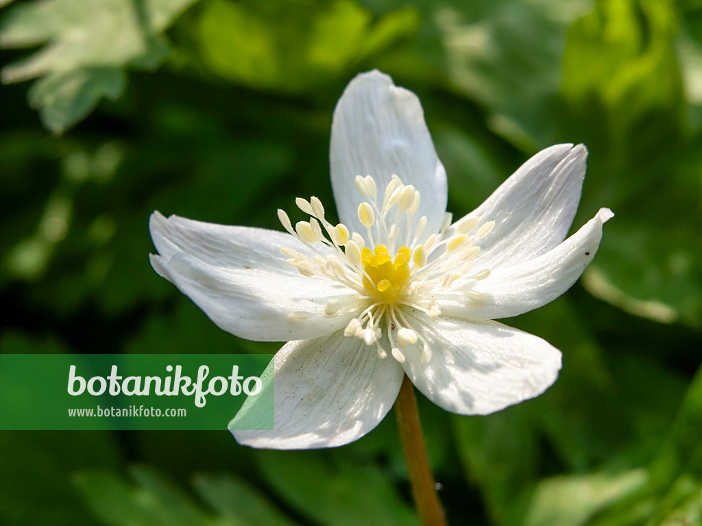 459010 - Baikal anemone (Anemone baicalensis)