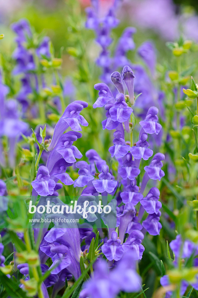 474189 - Baikal skullcap (Scutellaria baicalensis)