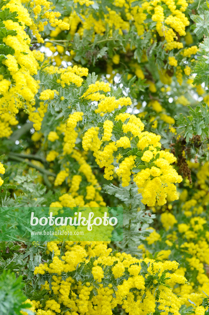 467038 - Bailey's wattle (Acacia baileyana)