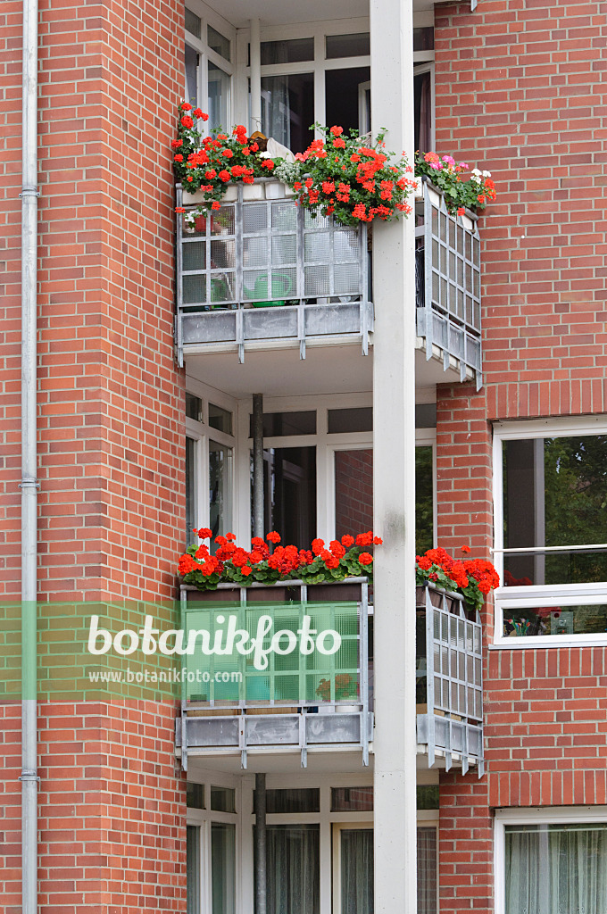 475025 - Balconies with geraniums