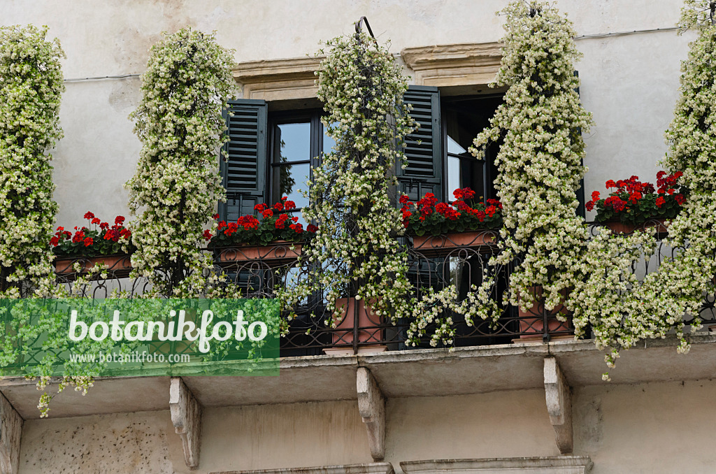 568060 - Balconies with star jasmines (Trachelospermum) and pelargoniums (Pelargonium), Verona, Italy