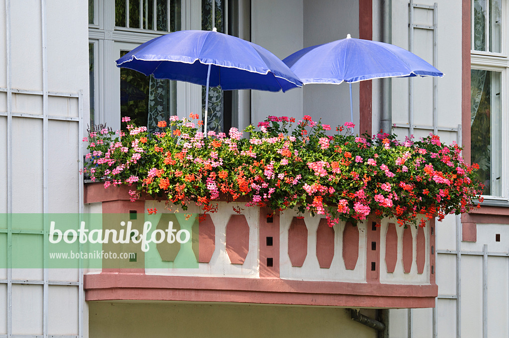 475016 - Balcony with geraniums