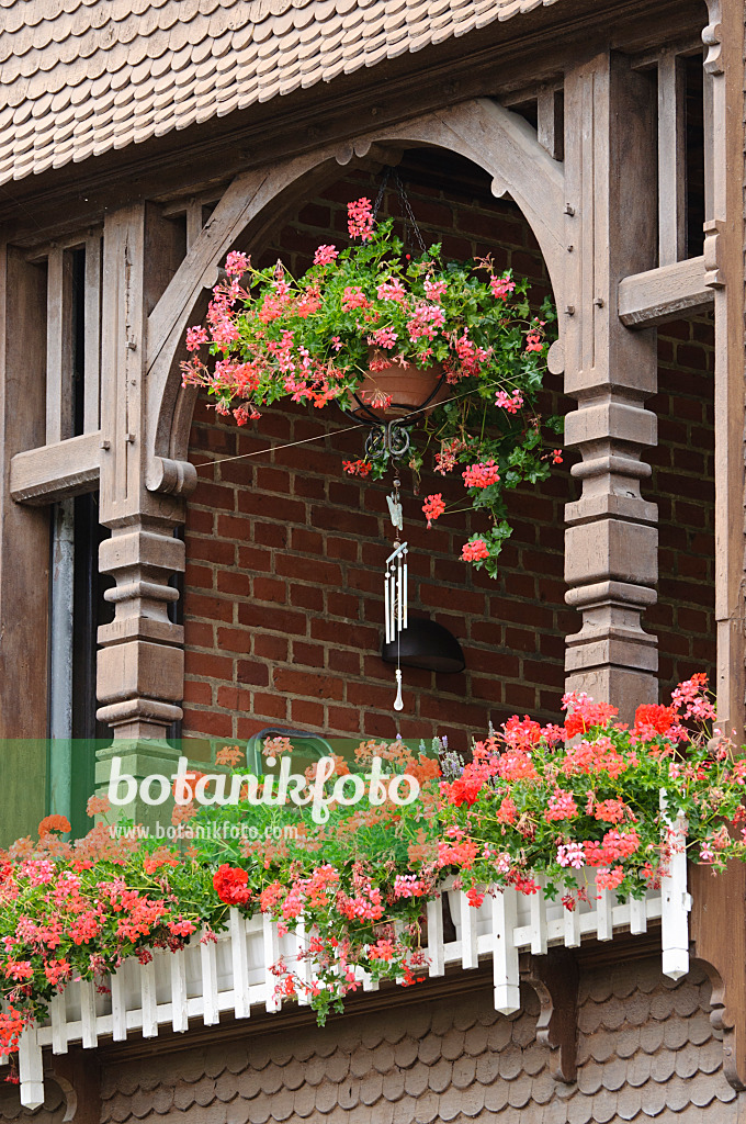 475028 - Balcony with geraniums