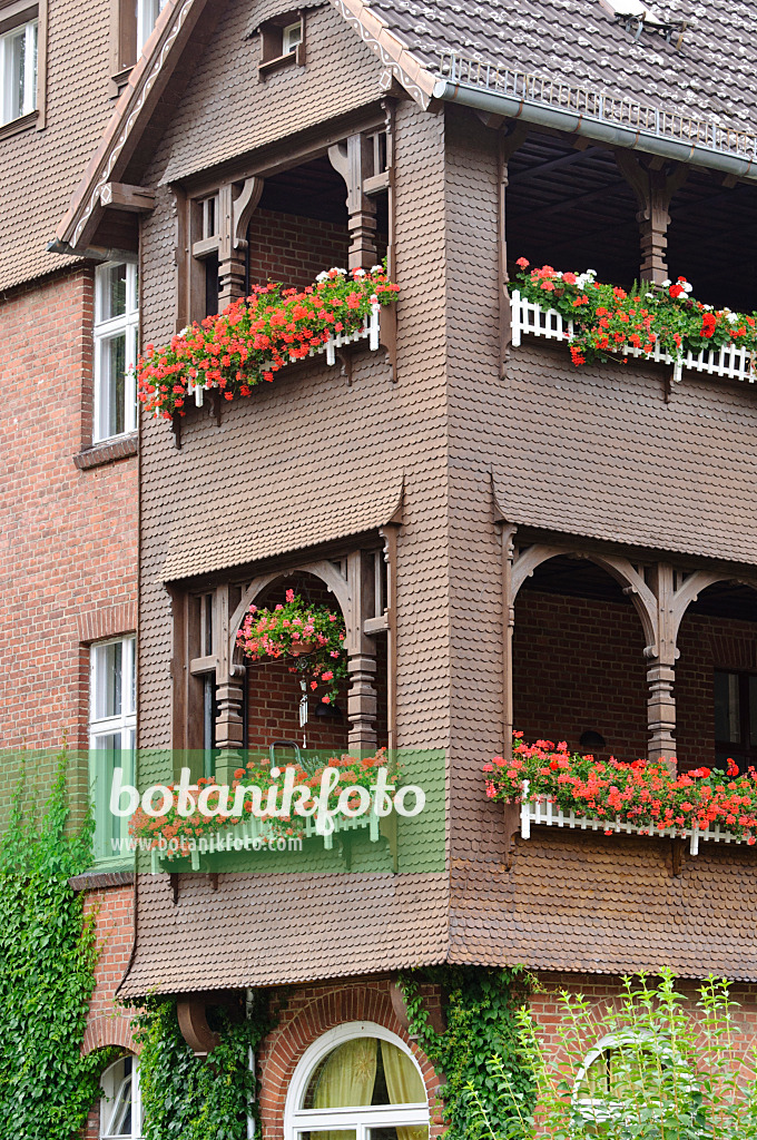 475029 - Balcony with geraniums