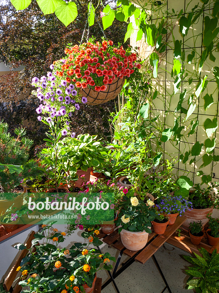 462170 - Balcony with numerous potted plants