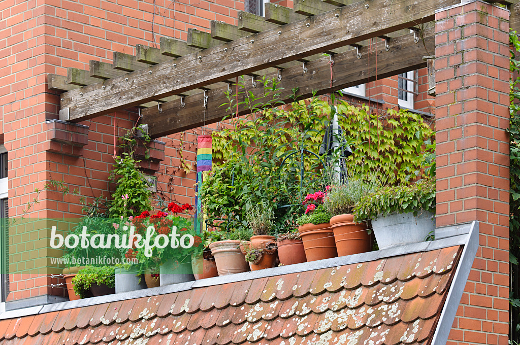 475027 - Balcony with potted plants