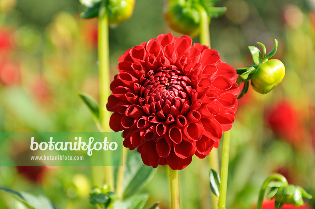 487285 - Ball dahlia (Dahlia Nescio)