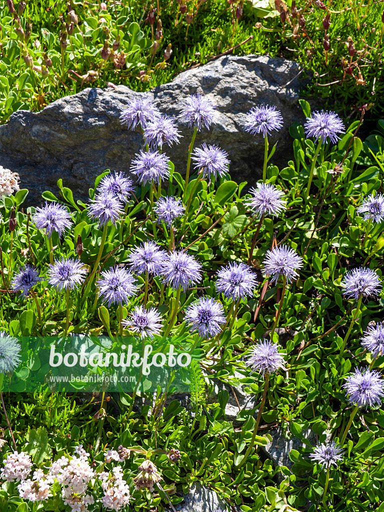 439320 - Ball flower (Globularia)