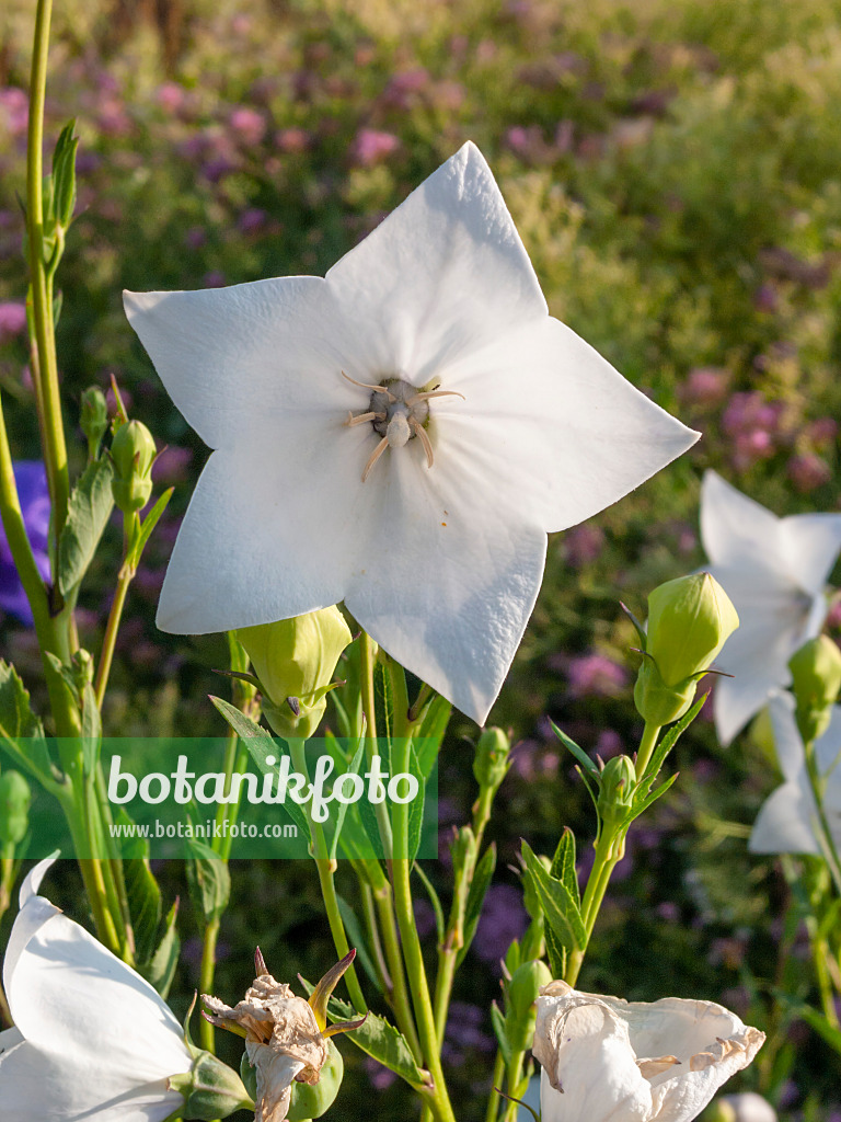 403002 - Balloon flower (Platycodon grandiflorus)